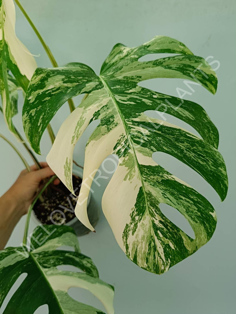 Monstera variegata albo