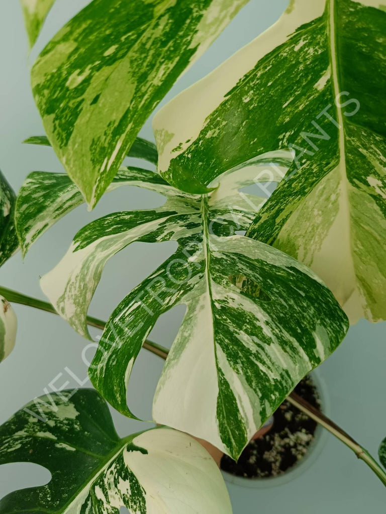 Monstera variegata albo