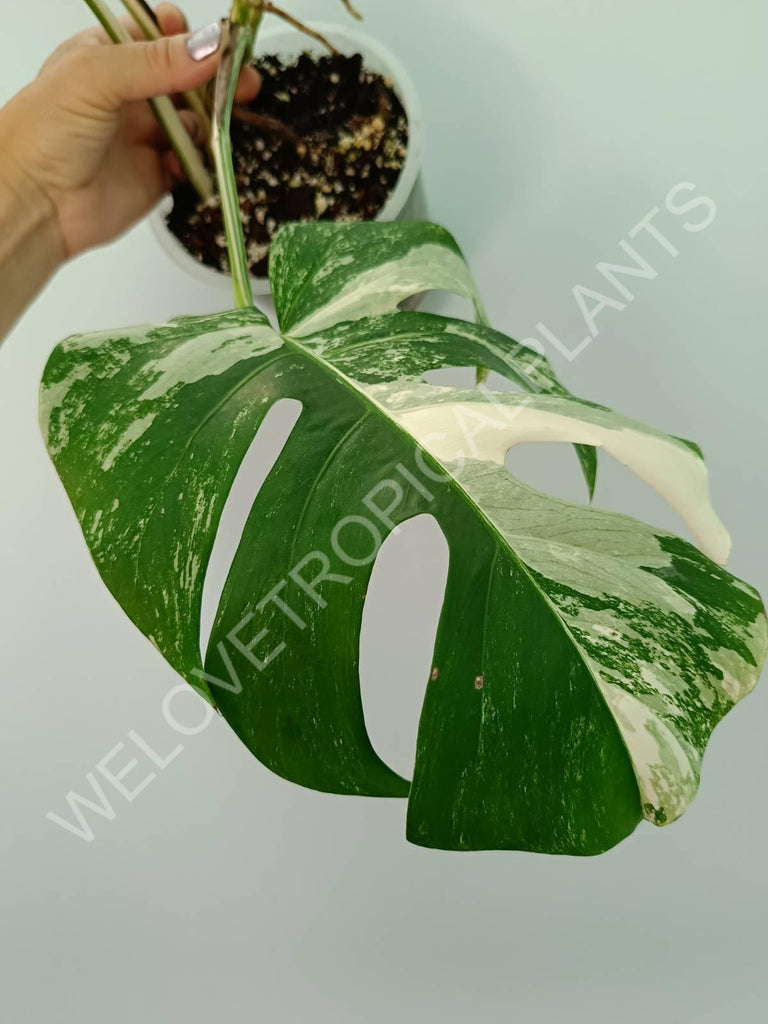 Monstera variegata albo