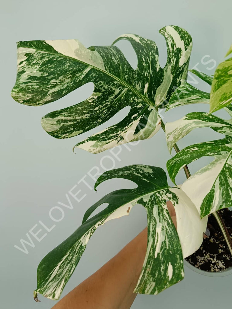 Monstera variegata albo