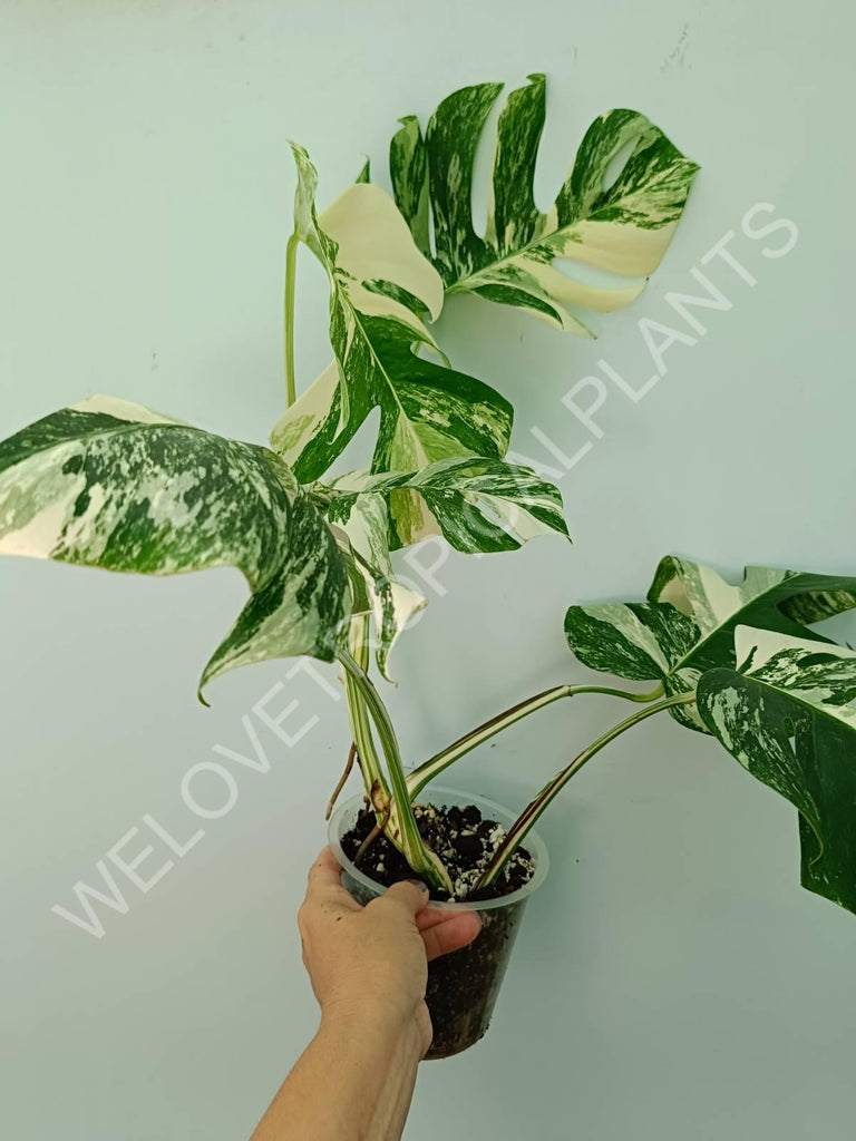 Monstera variegata albo