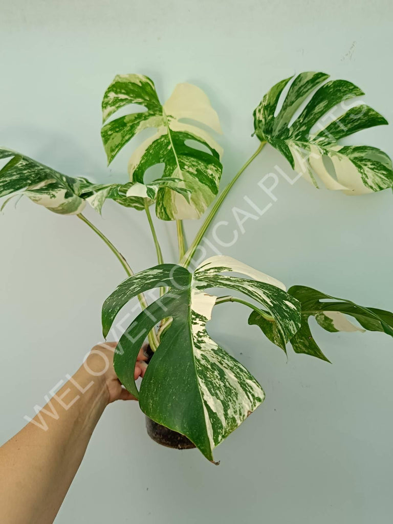 Monstera variegata albo