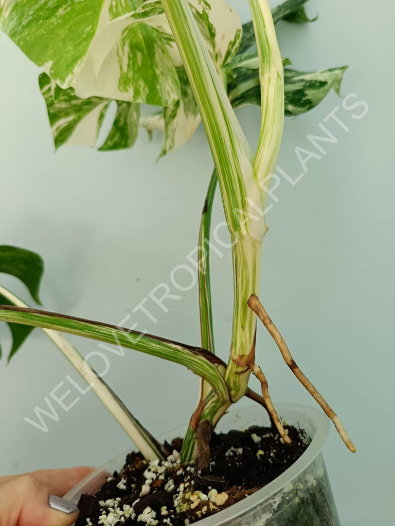 Monstera variegata albo