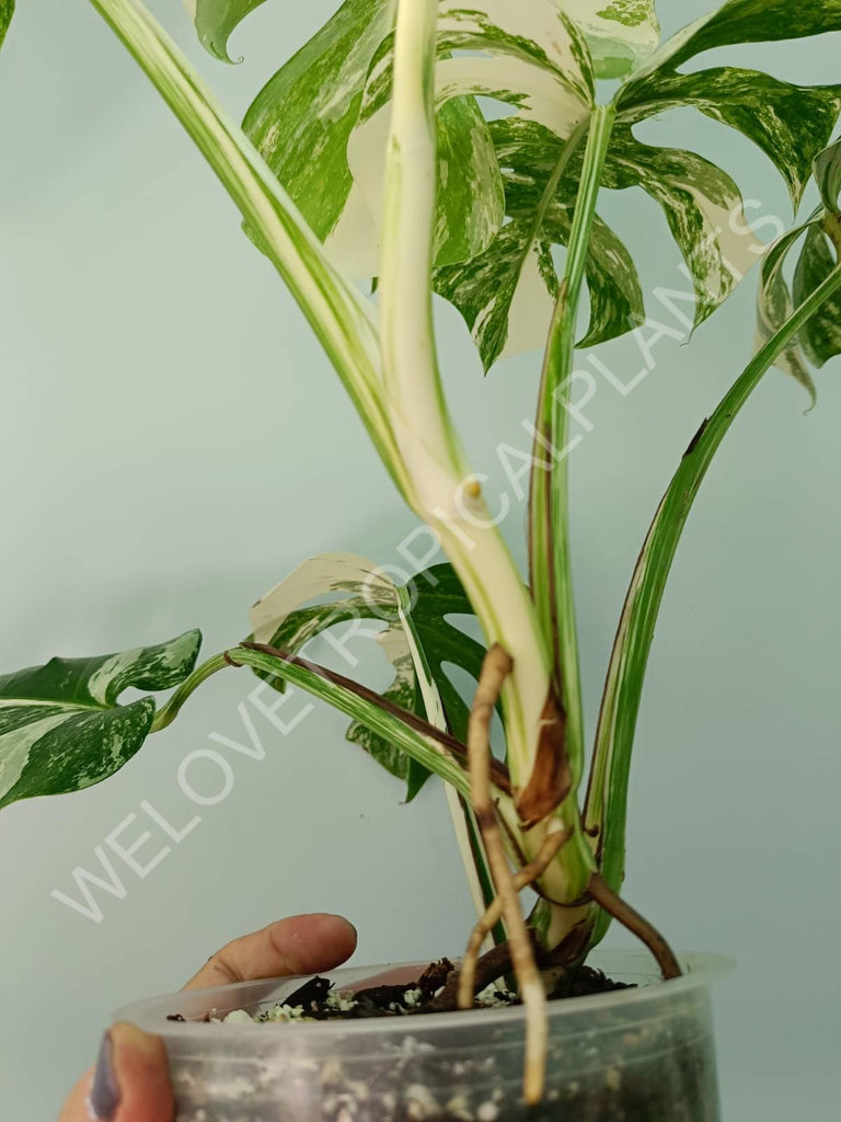 Monstera variegata albo