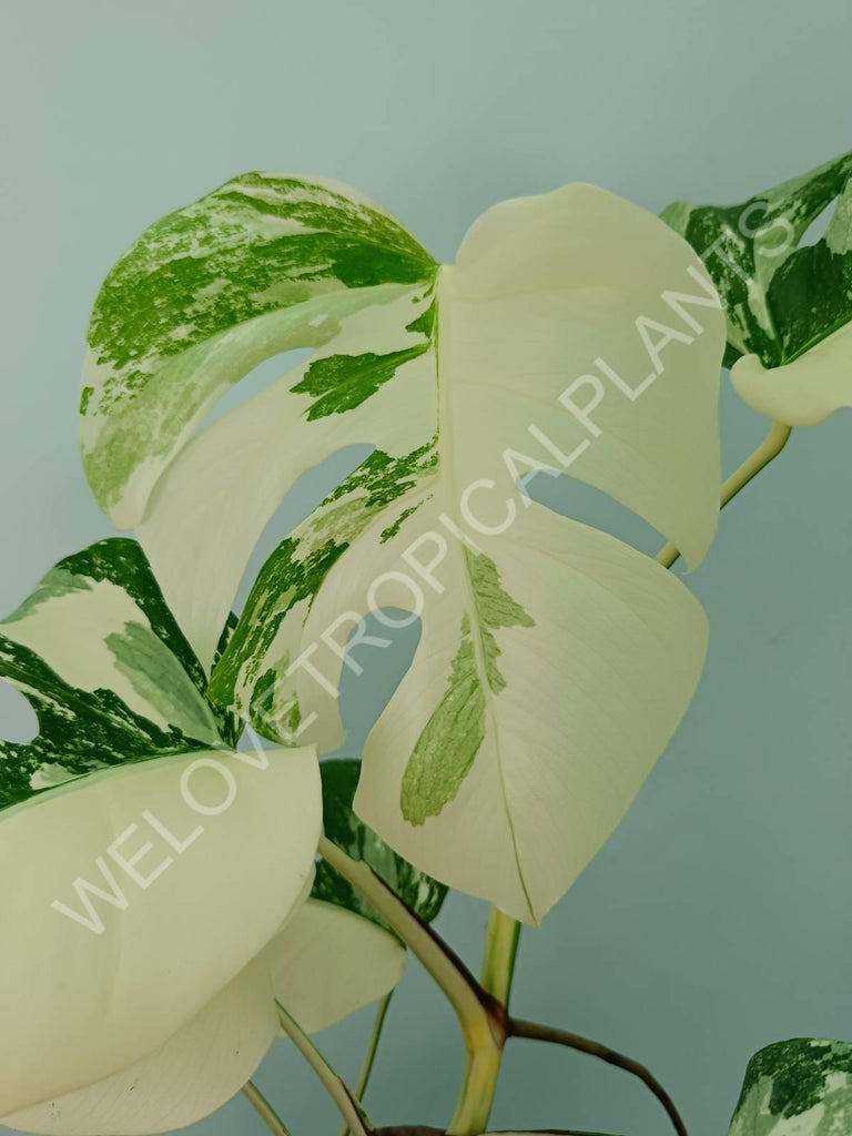 Monstera variegata albo