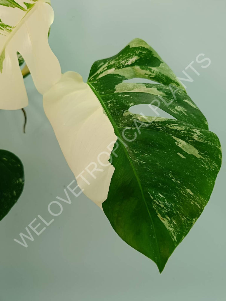 Monstera variegata albo