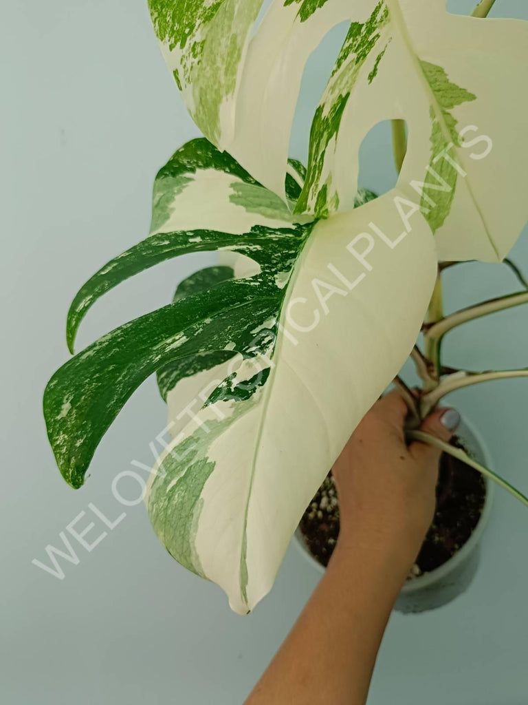 Monstera variegata albo