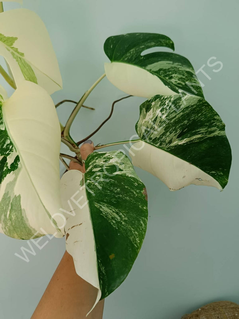 Monstera variegata albo