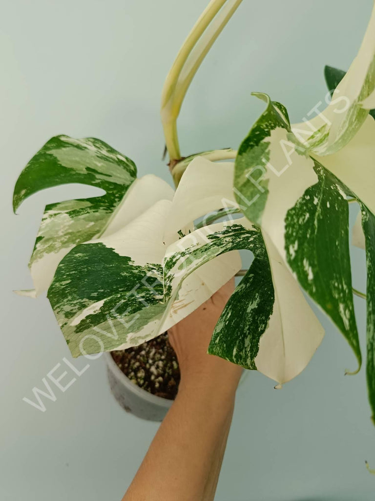 Monstera variegata albo