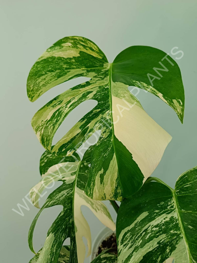 Monstera variegata albo