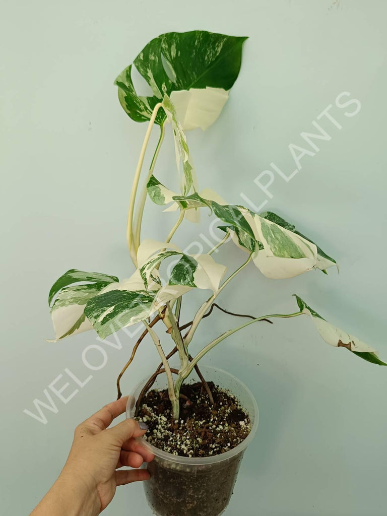 Monstera variegata albo