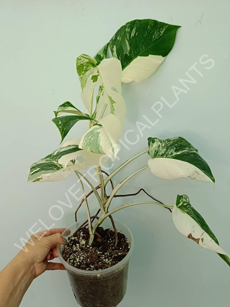 Monstera variegata albo