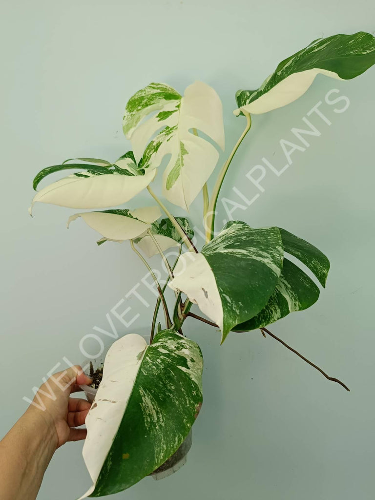 Monstera variegata albo