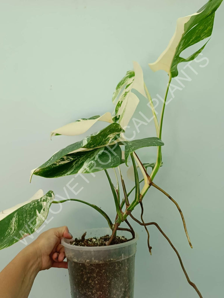 Monstera variegata albo