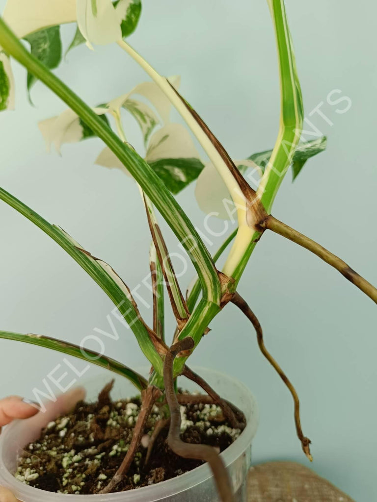 Monstera variegata albo