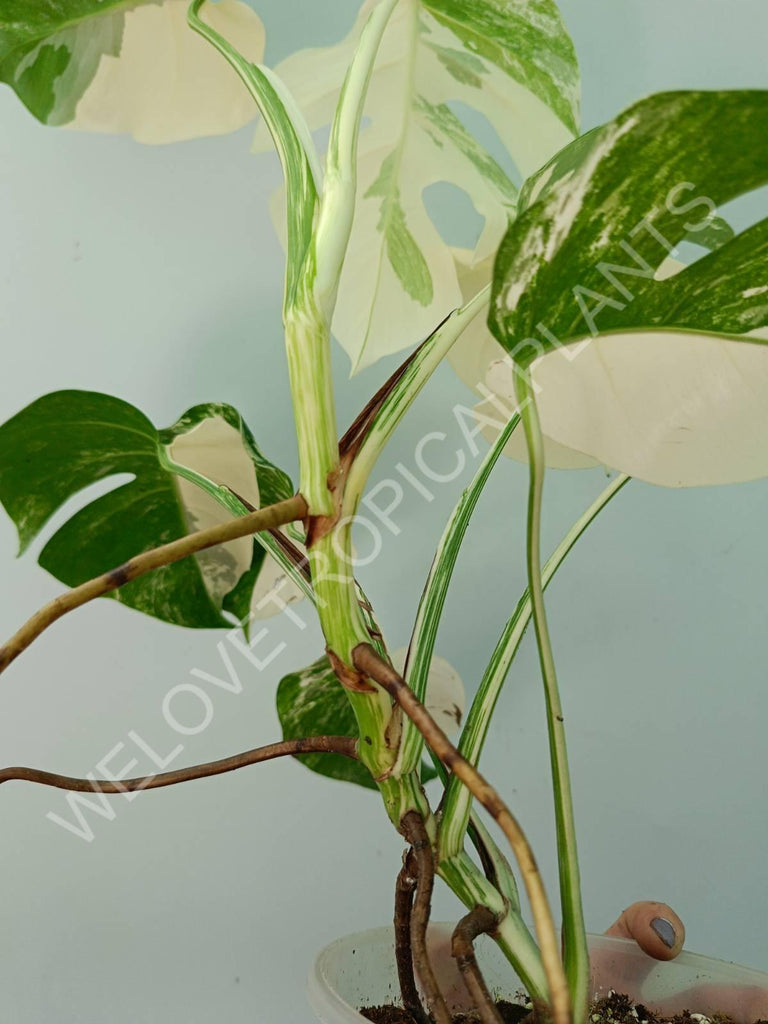 Monstera variegata albo