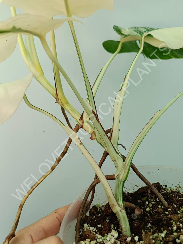 Monstera variegata albo