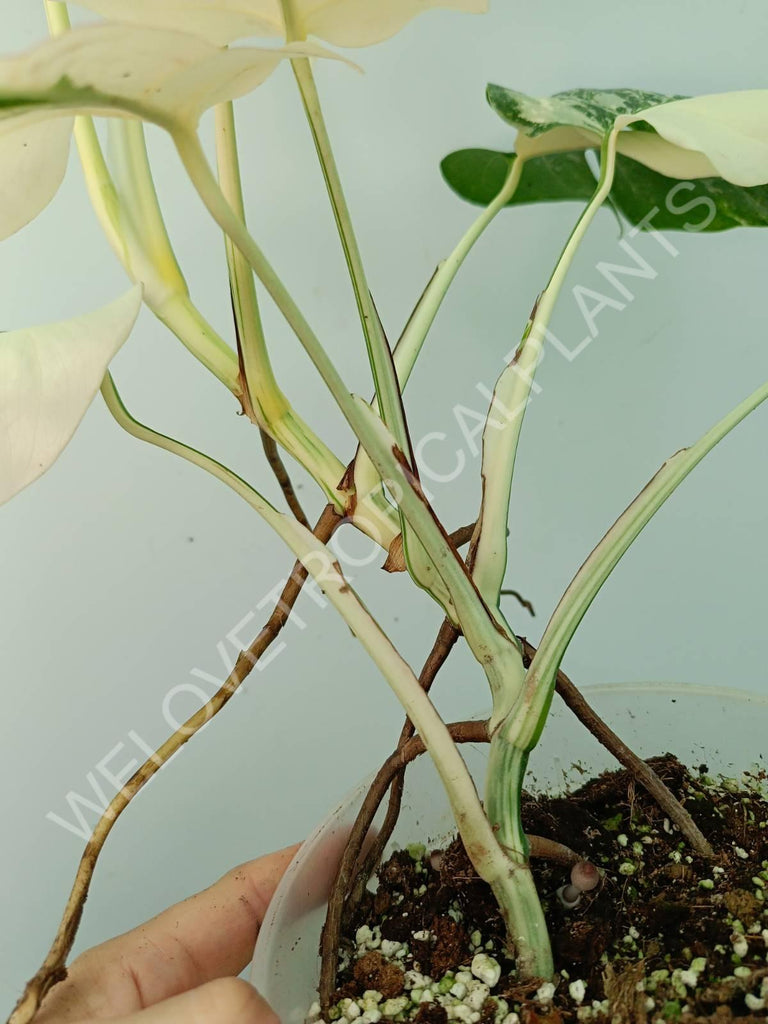 Monstera variegata albo