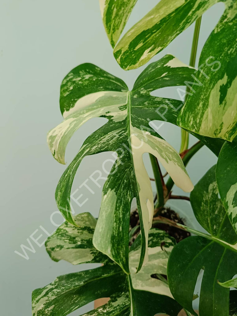 Monstera variegata albo