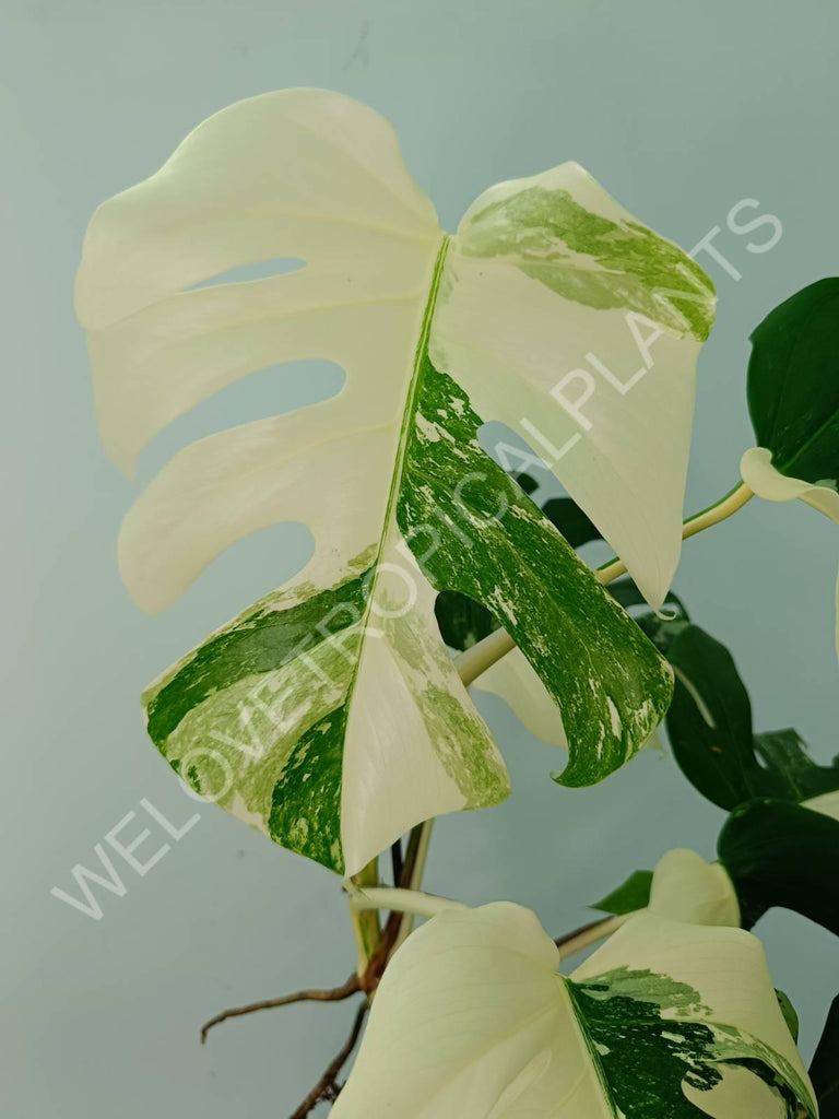 Monstera variegata albo