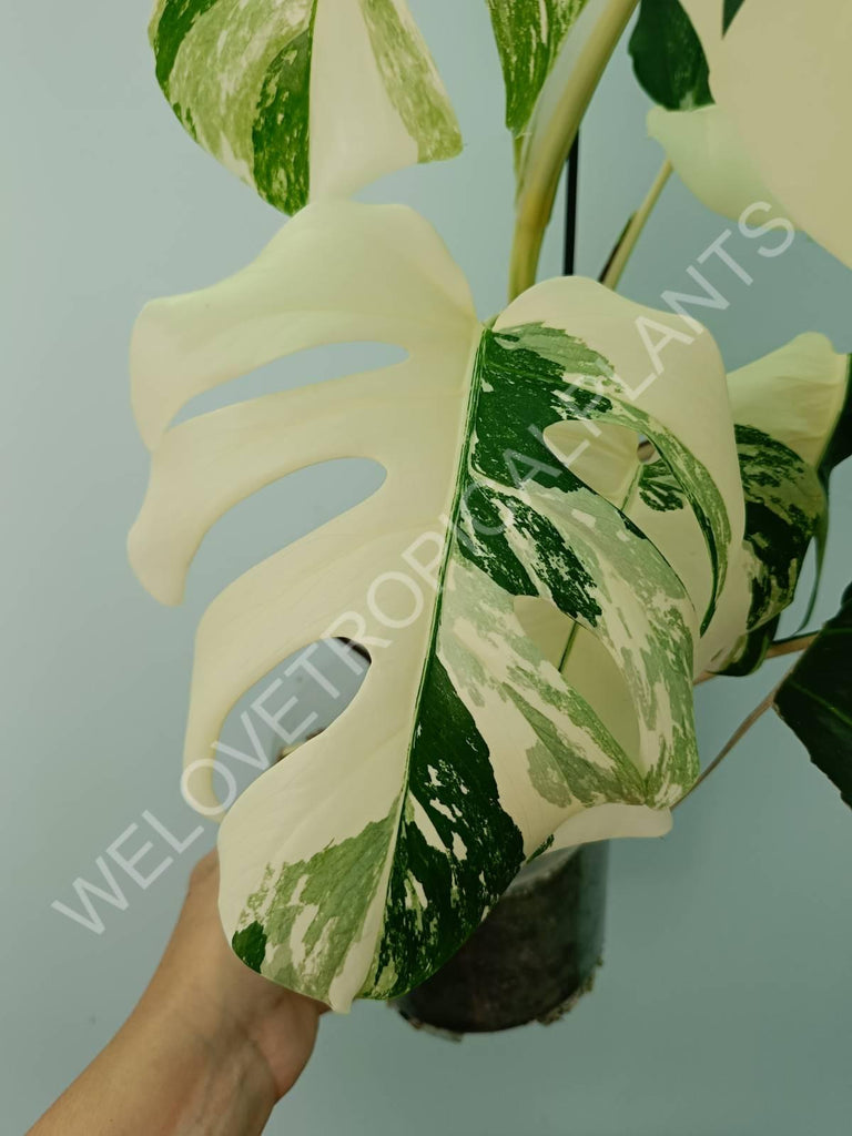 Monstera variegata albo