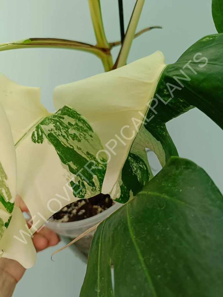 Monstera variegata albo