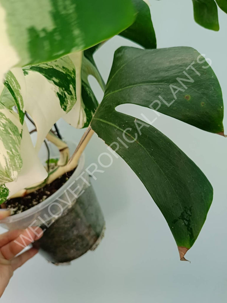 Monstera variegata albo