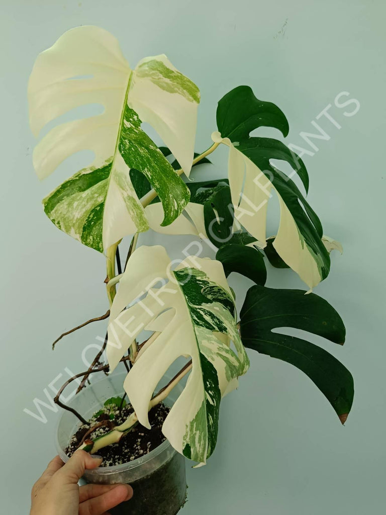 Monstera variegata albo