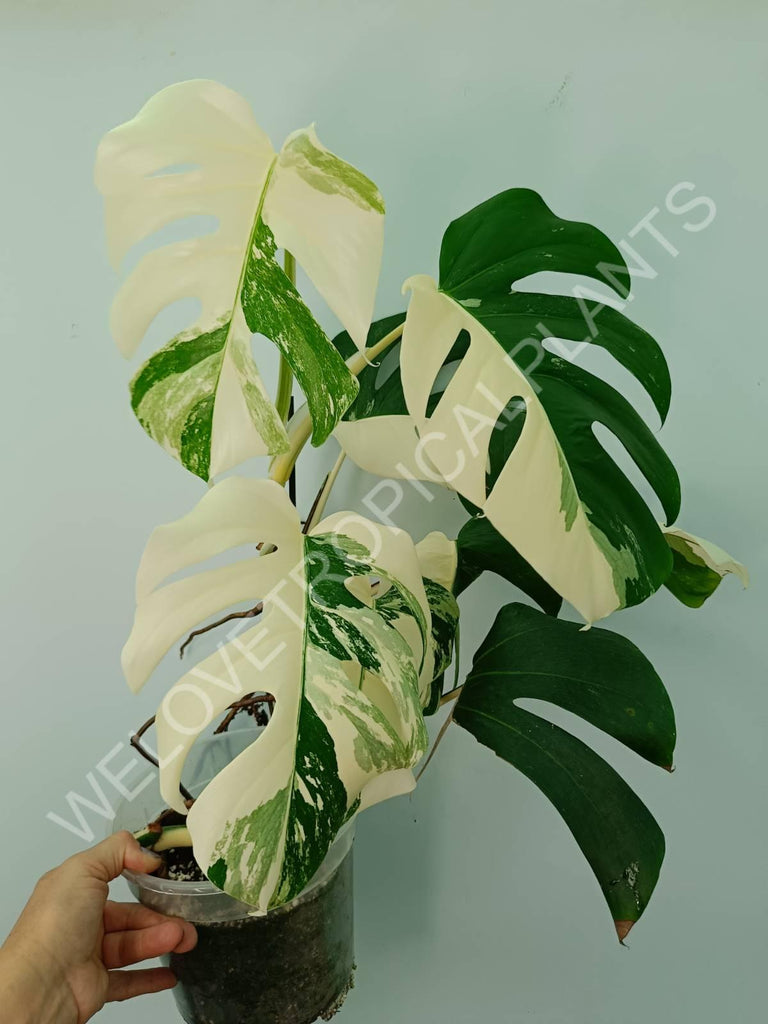 Monstera variegata albo