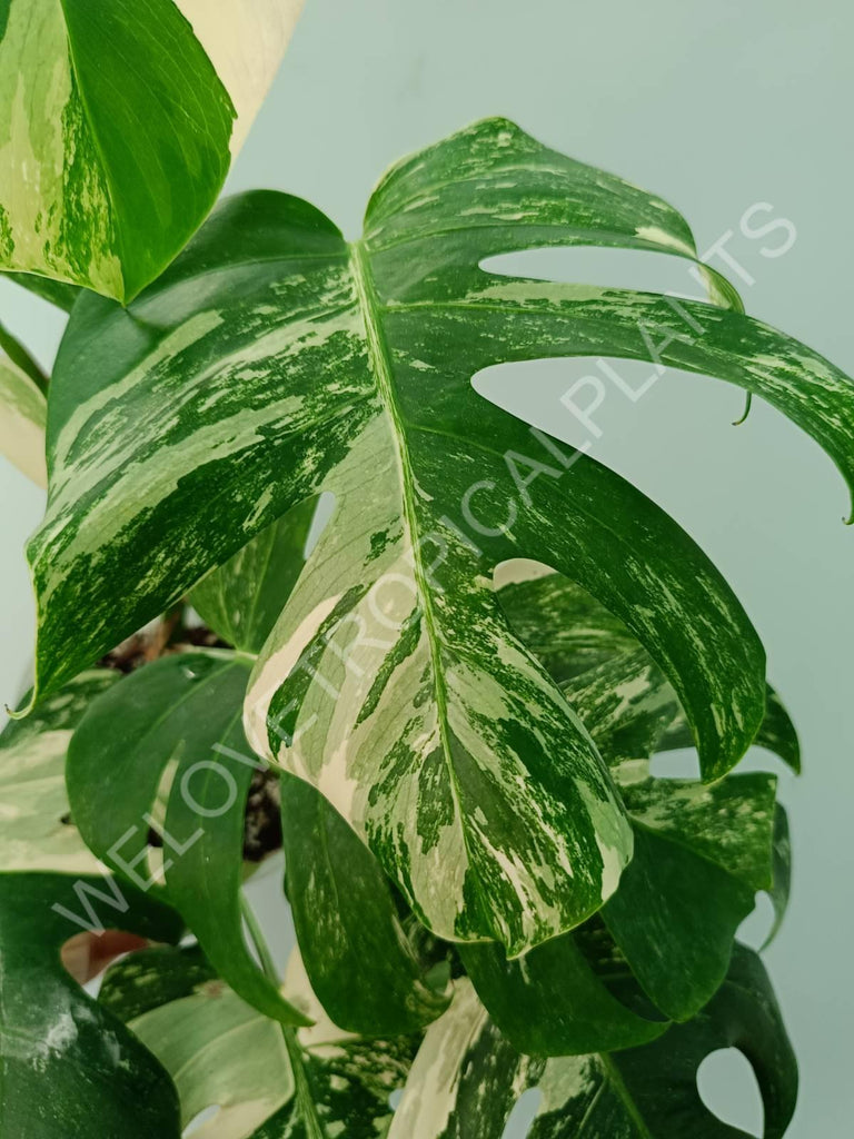 Monstera variegata albo