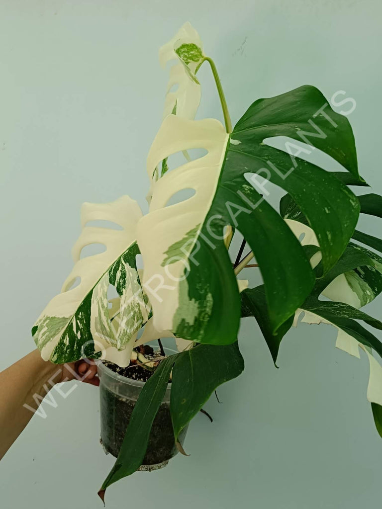 Monstera variegata albo