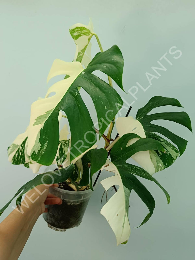 Monstera variegata albo