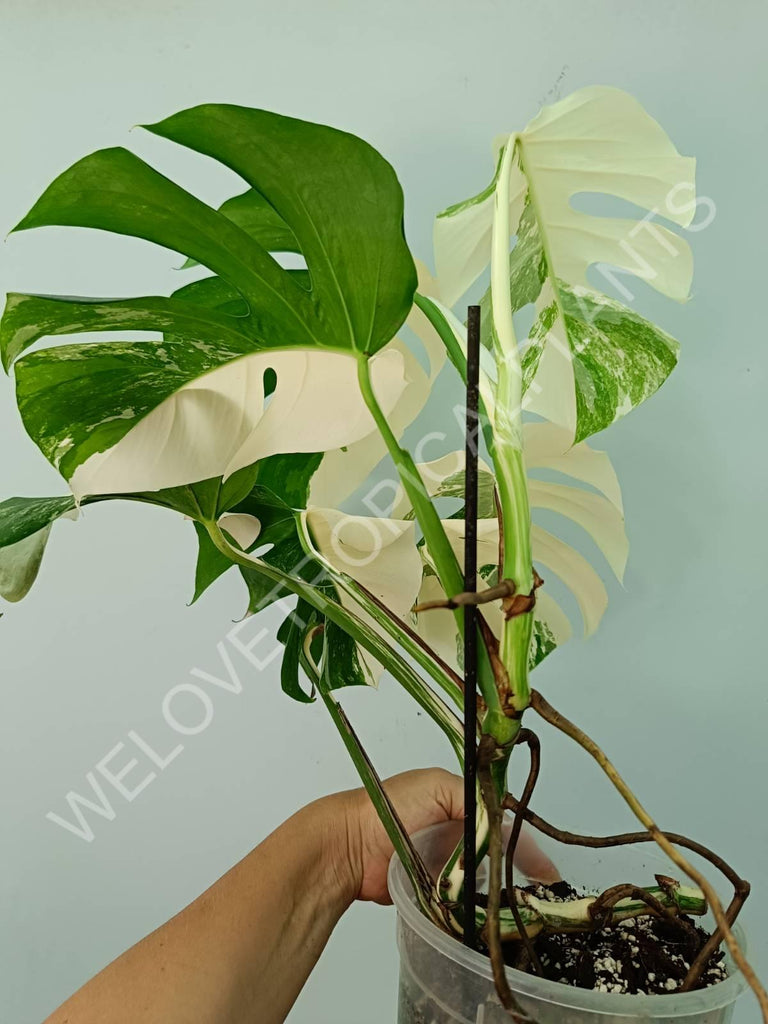 Monstera variegata albo