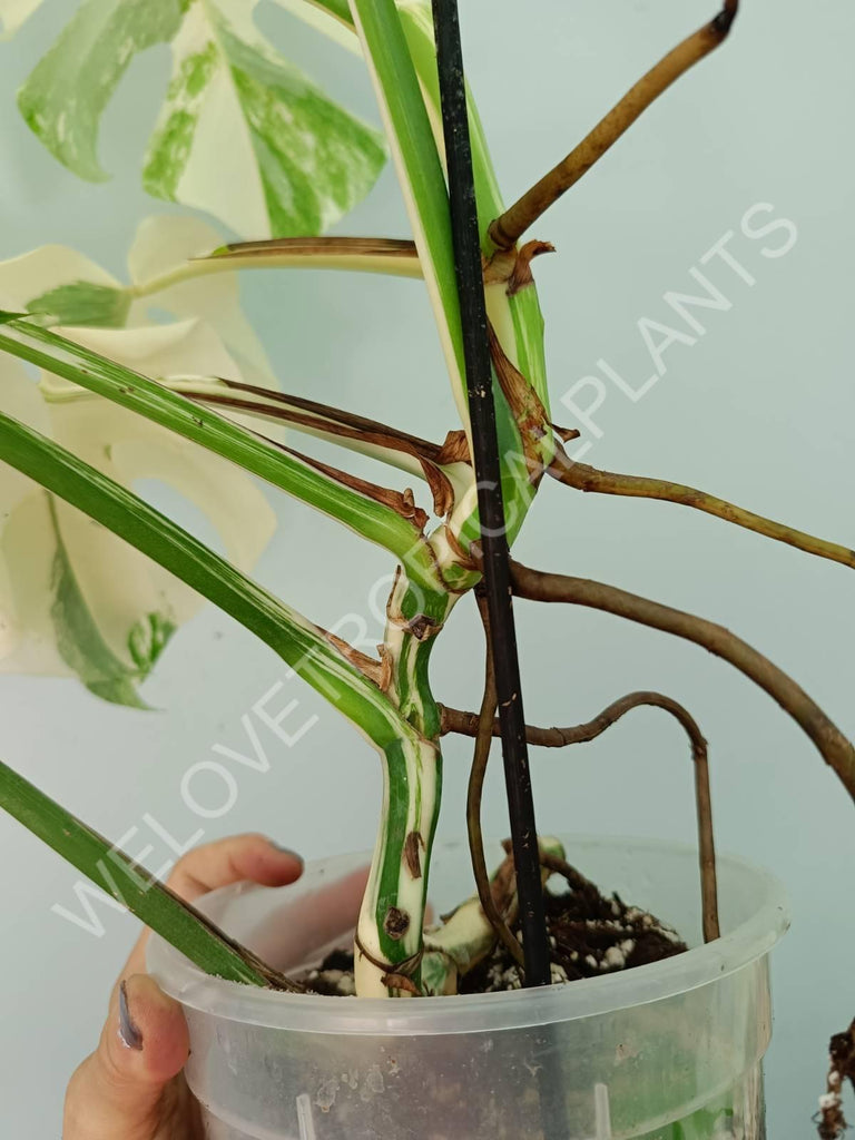 Monstera variegata albo