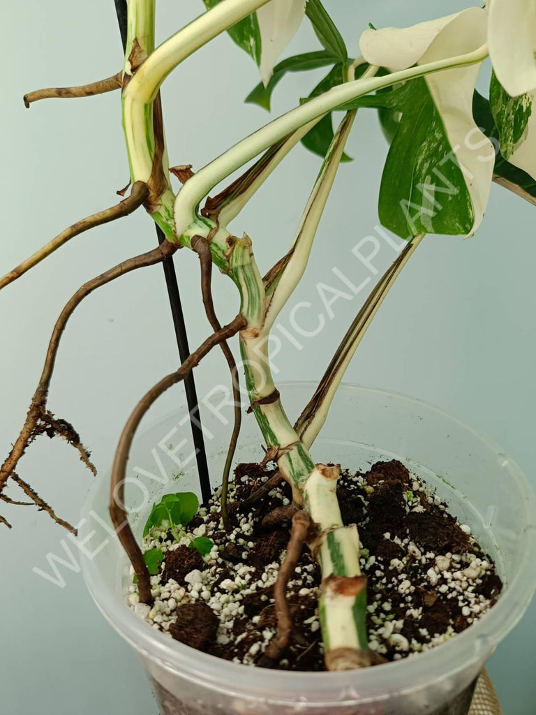 Monstera variegata albo