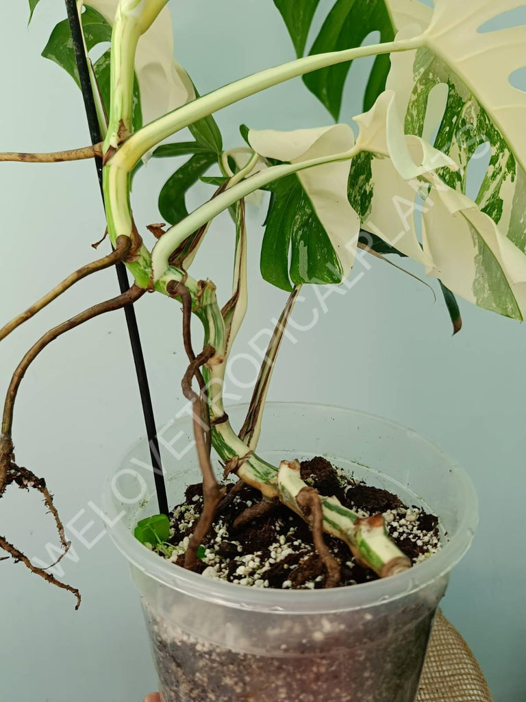 Monstera variegata albo