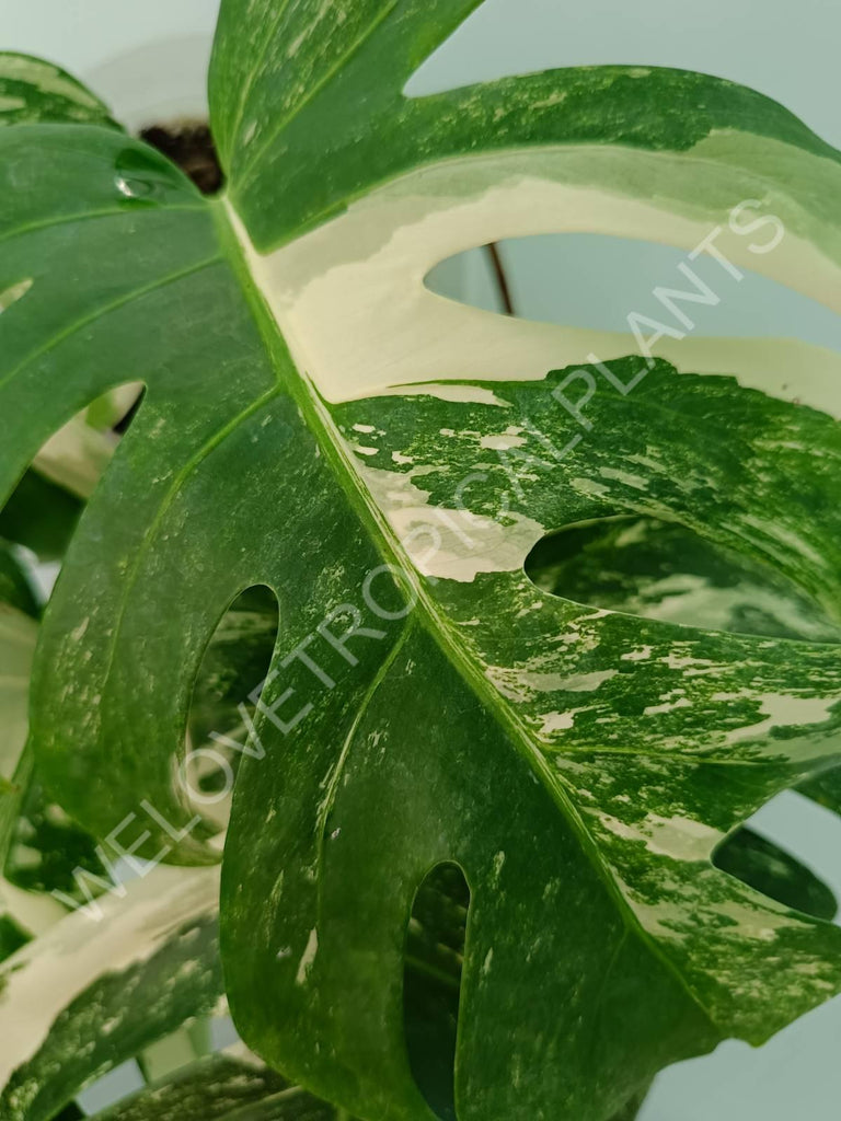 Monstera variegata albo