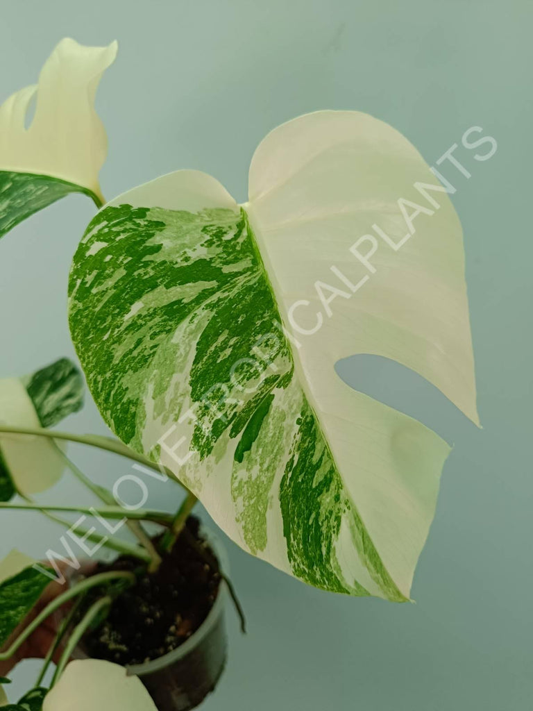 Monstera variegata albo HALFMOON