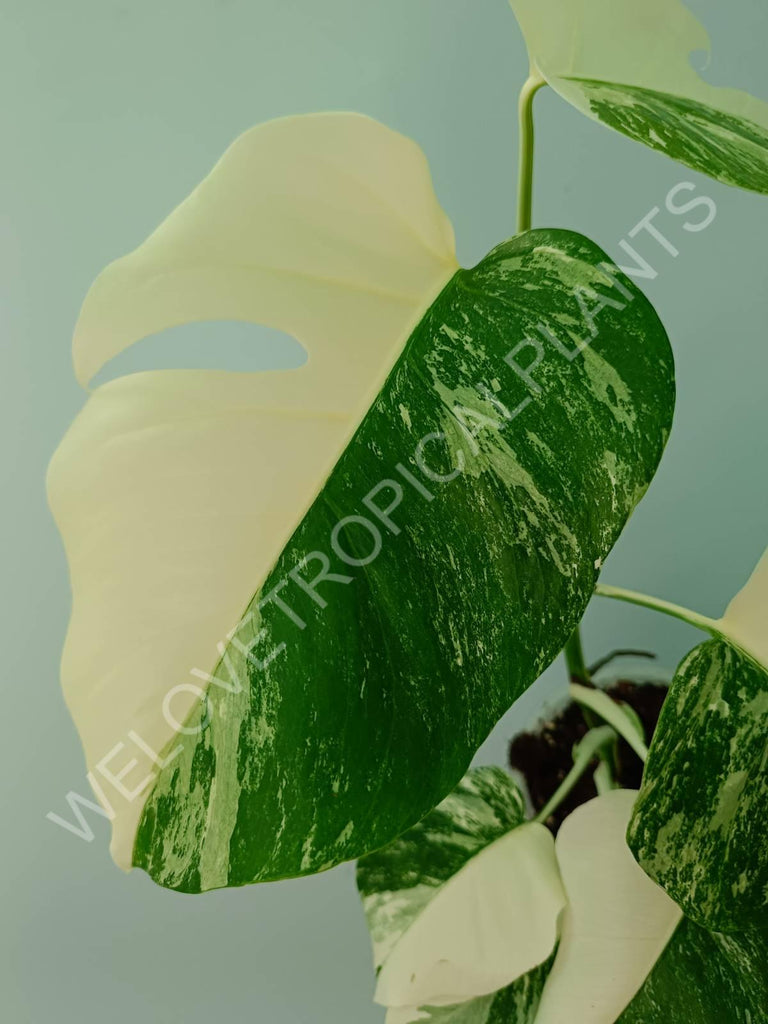 Monstera variegata albo HALFMOON