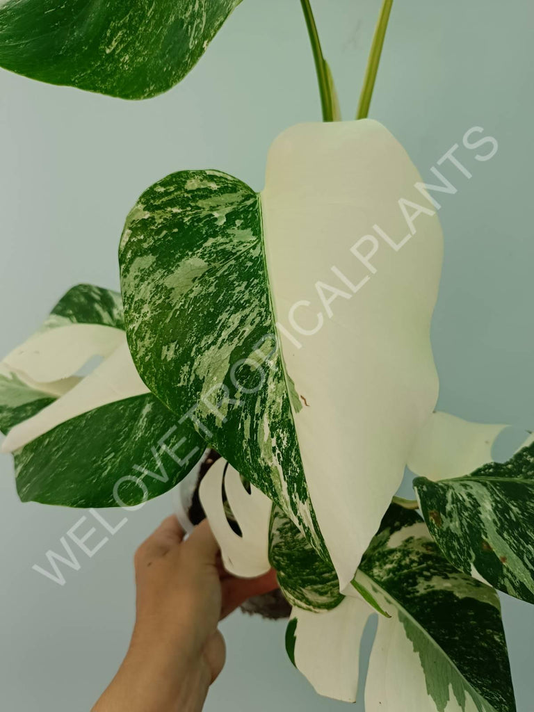 Monstera variegata albo HALFMOON