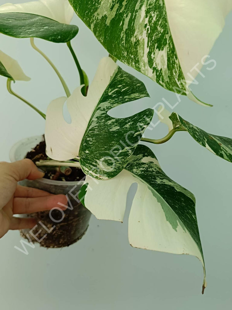 Monstera variegata albo HALFMOON