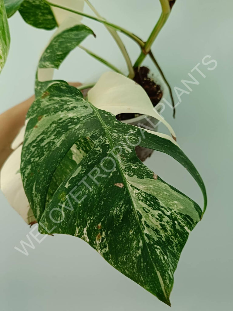 Monstera variegata albo HALFMOON