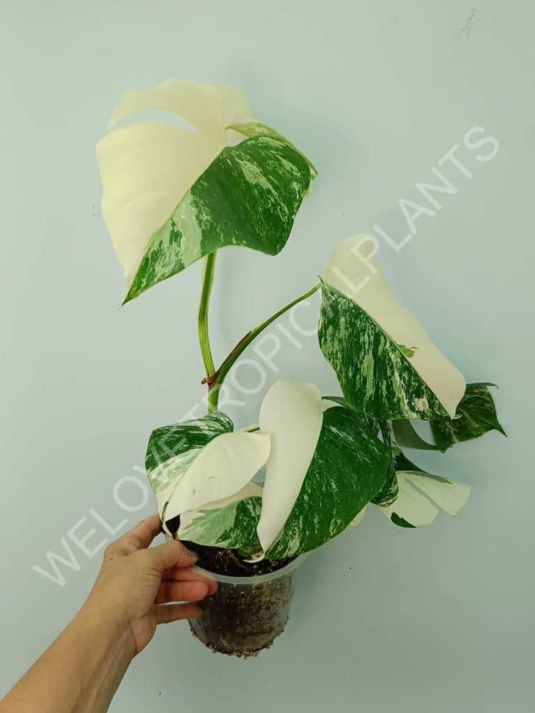 Monstera variegata albo HALFMOON