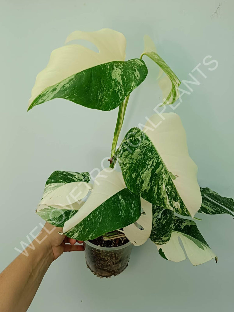 Monstera variegata albo HALFMOON