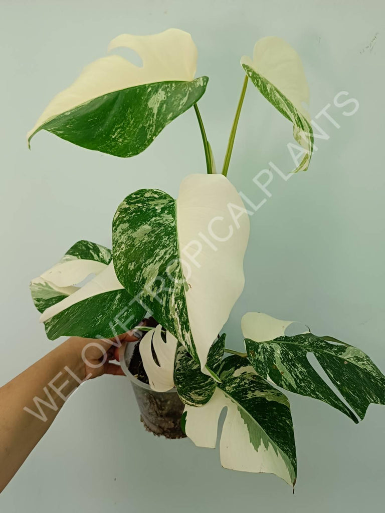 Monstera variegata albo HALFMOON