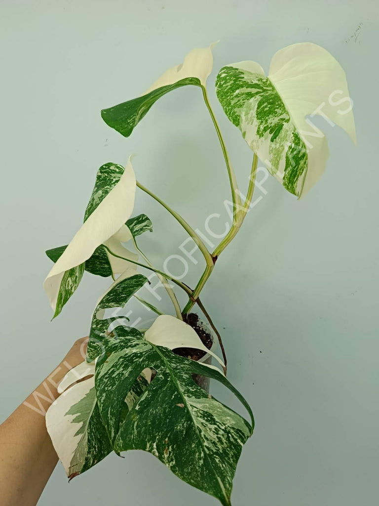 Monstera variegata albo HALFMOON