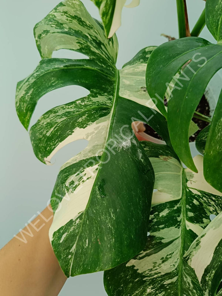 Monstera variegata albo