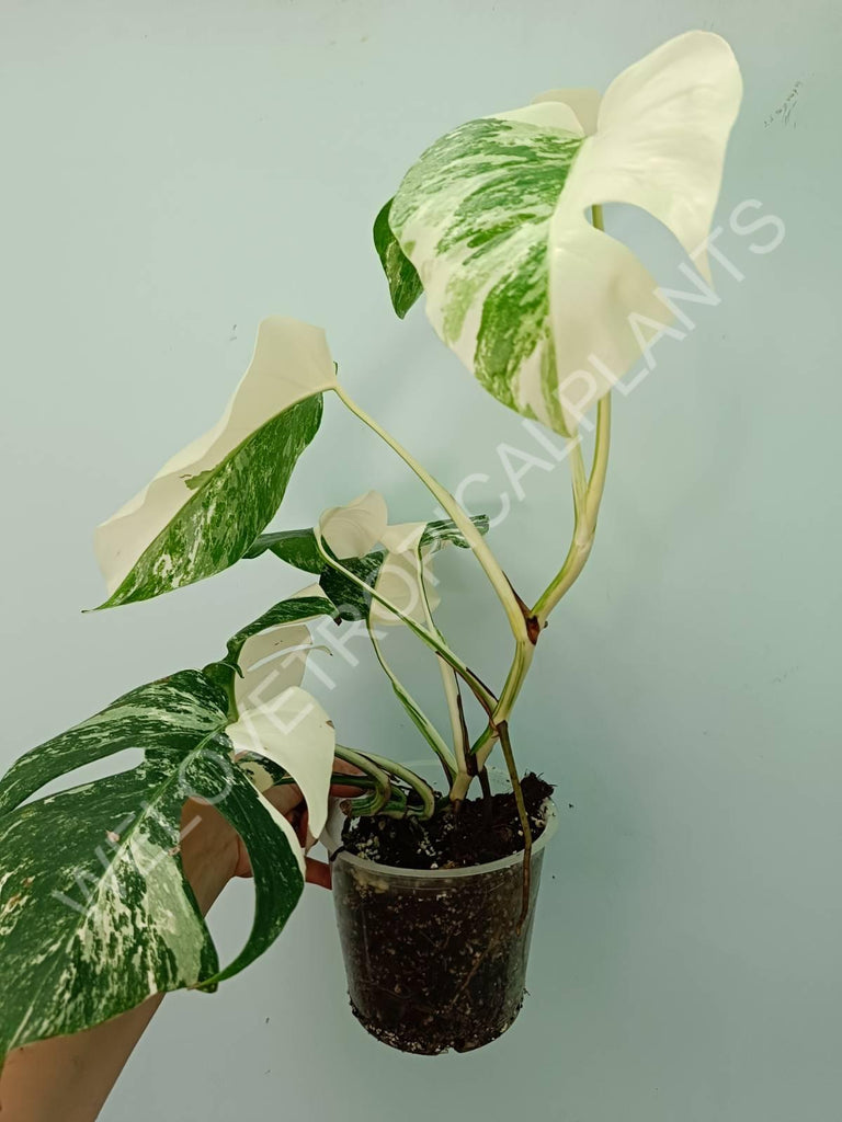 Monstera variegata albo HALFMOON