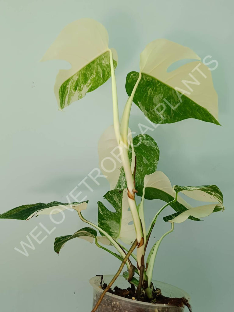 Monstera variegata albo HALFMOON