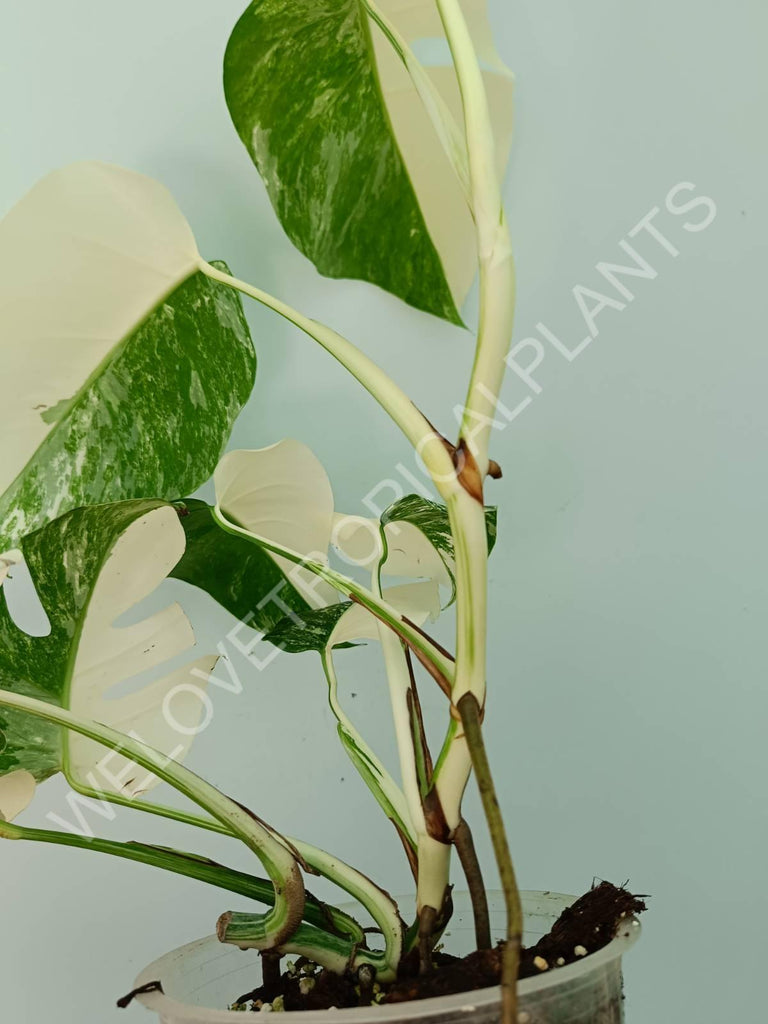 Monstera variegata albo HALFMOON